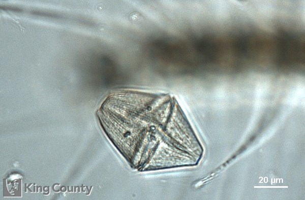 Photo of Gymnodinium gracile